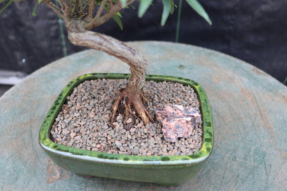 Podocarpus Bonsai Tree – Podocarpus