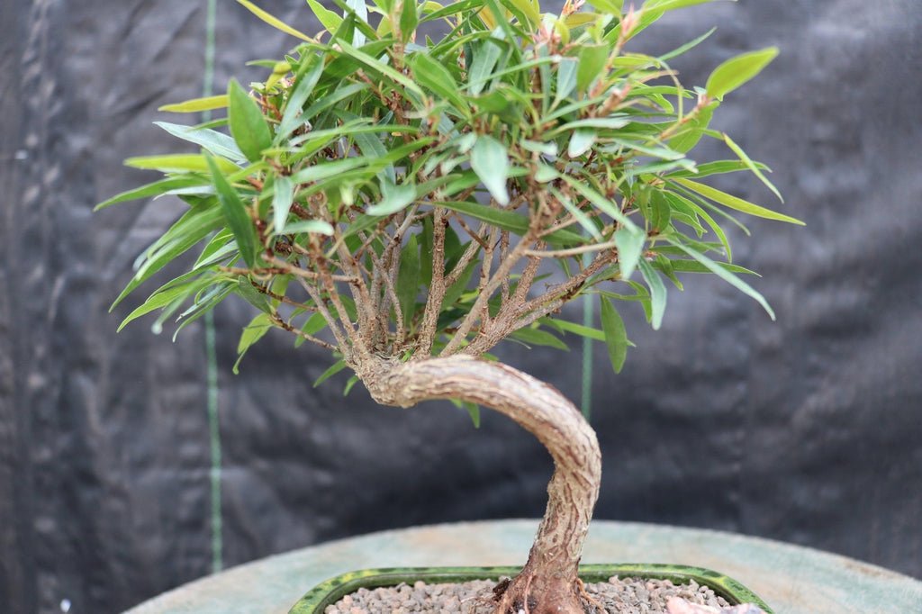 Podocarpus Bonsai Tree – Podocarpus