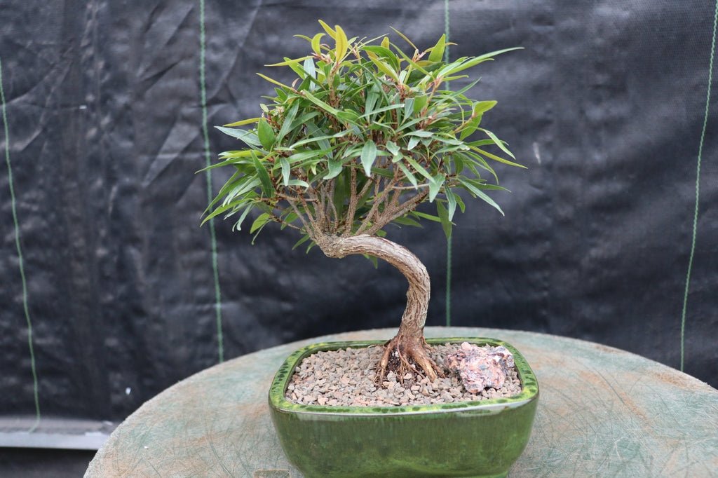 Podocarpus Bonsai Tree – Podocarpus