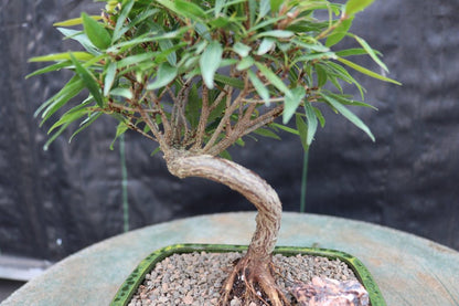 Podocarpus Bonsai Tree – Podocarpus