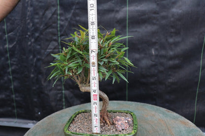 Podocarpus Bonsai Tree – Podocarpus