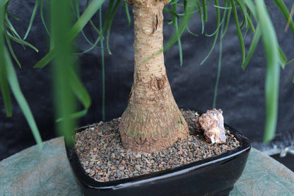 Ponytail Palm Bonsai Tree – Ponytail Palm