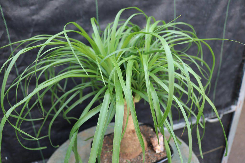ponytail bonsai tree Ponytail Palm Bonsai Tree – Moon Water Apothecary