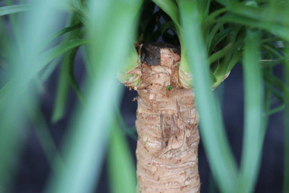 Ponytail Palm Bonsai Tree – Ponytail Palm
