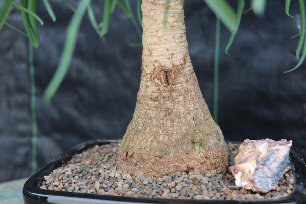 bonsai ponytail palm tree Ponytail Palm Bonsai Tree – Moon Water Apothecary