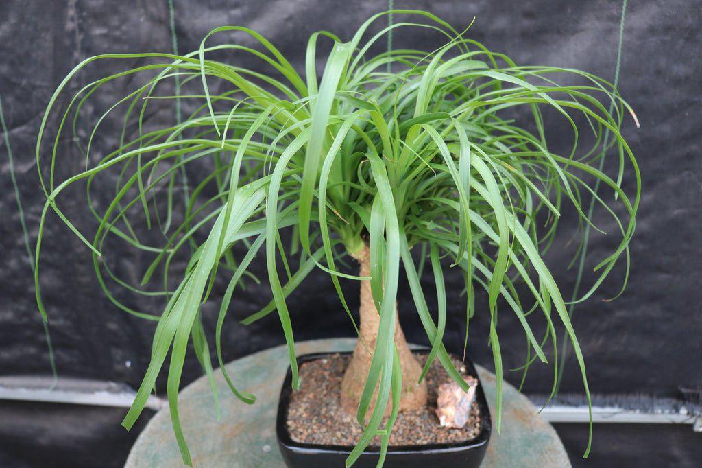 Ponytail Palm Bonsai Tree – Ponytail Palm