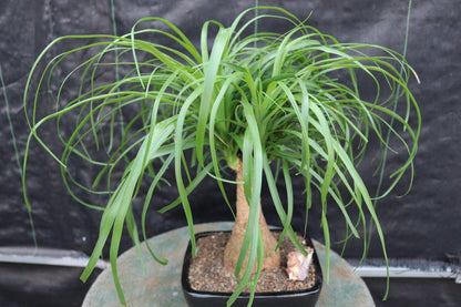 Ponytail Palm Bonsai Tree – Ponytail Palm