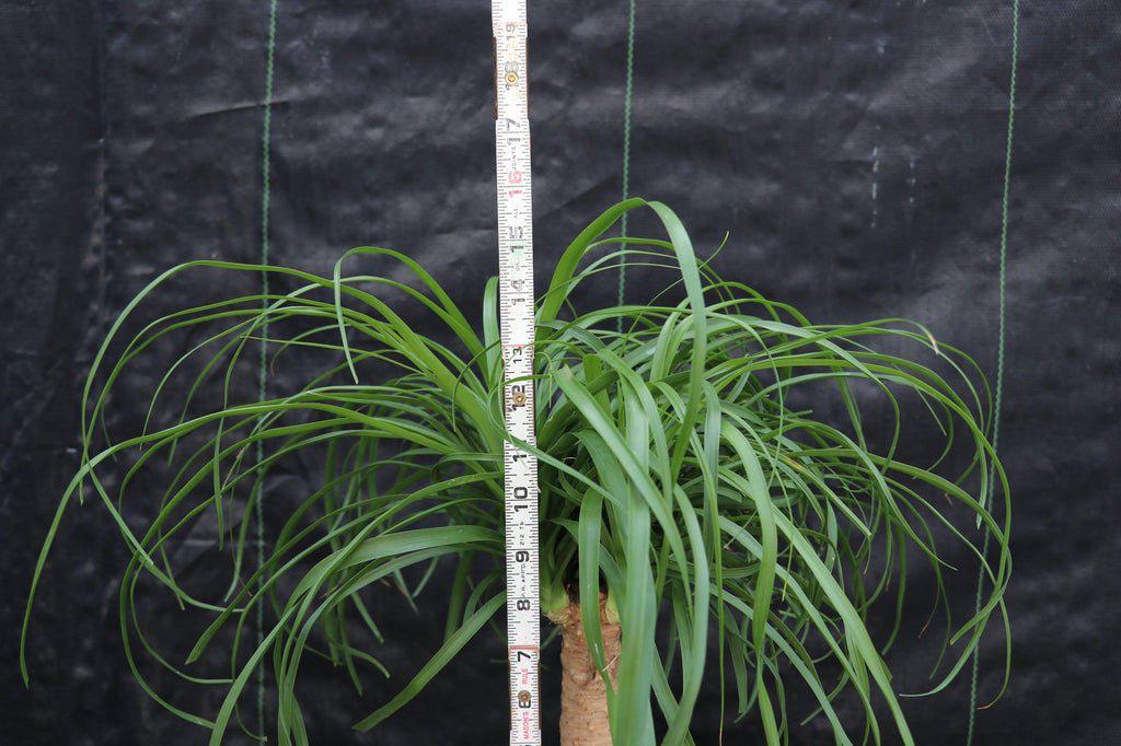 miniature ponytail palm bonsai Ponytail Palm Bonsai Tree – Moon Water Apothecary