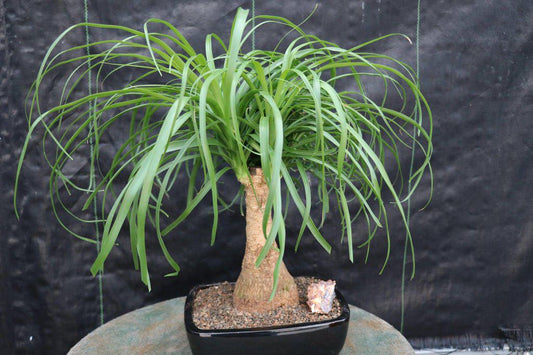 Ponytail Palm Bonsai Tree – Ponytail Palm