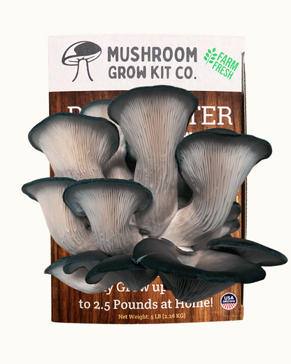 Premium Blue Oyster Mushroom Growing Kit - 5 LBS – Oyster Mushrooms