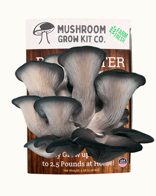 Premium Blue Oyster Mushroom Growing Kit - 5 LBS – Oyster Mushrooms