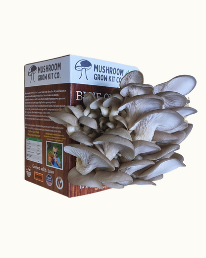 Premium Blue Oyster Mushroom Growing Kit - 5 LBS – Oyster Mushrooms