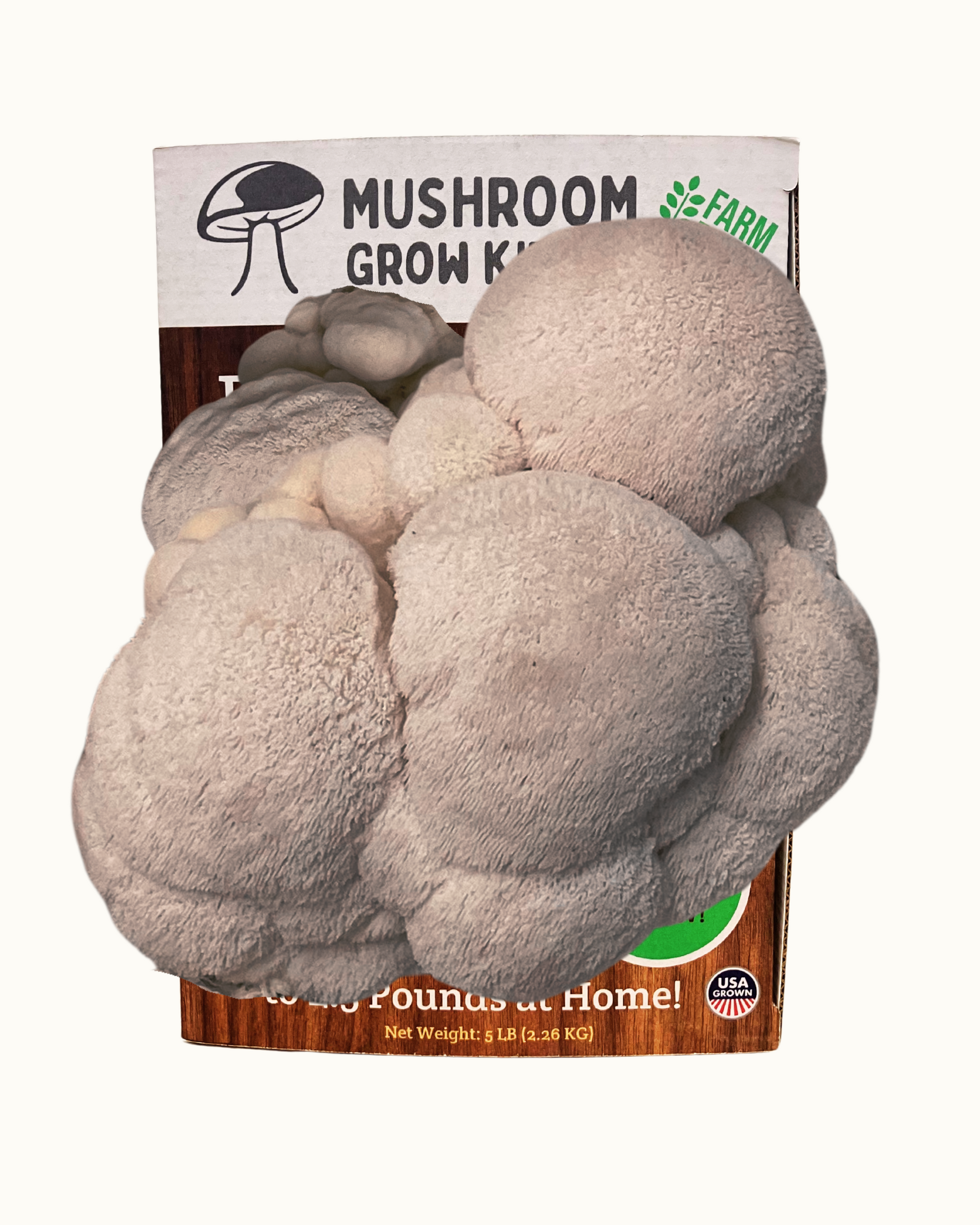 Premium Lion's Mane Mushroom Growing Kit - 5 LBS – Lion's Mane