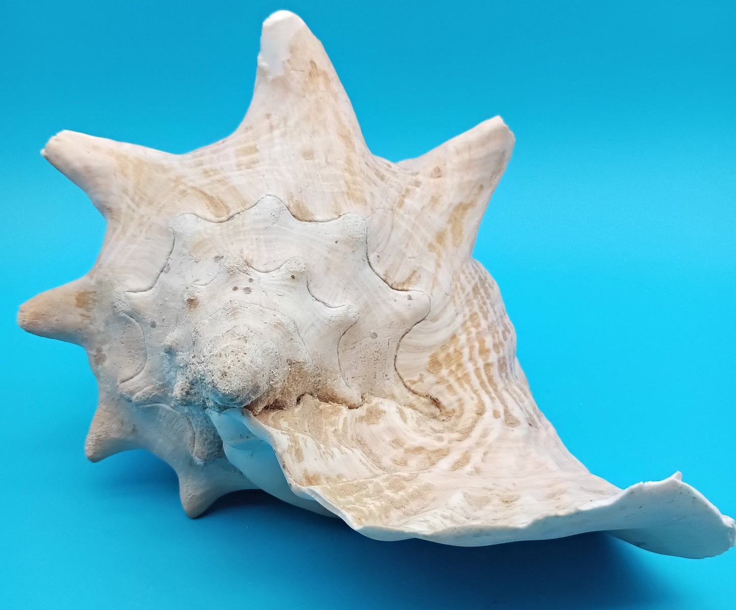 9" Pink Queen Conch Display Shell – NON PIERCED (Strombus Gigas)