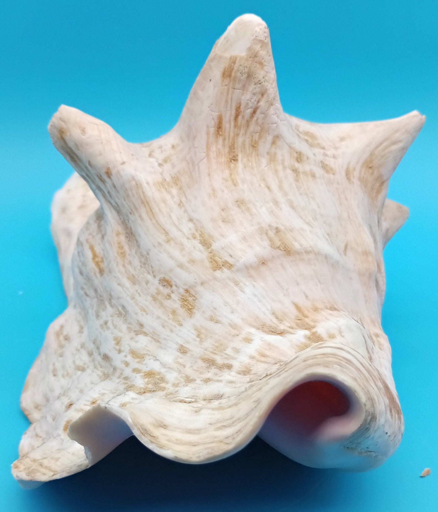 9" Pink Queen Conch Display Shell – NON PIERCED (Strombus Gigas)