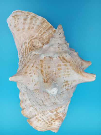 9" Pink Queen Conch Display Shell – NON PIERCED (Strombus Gigas)