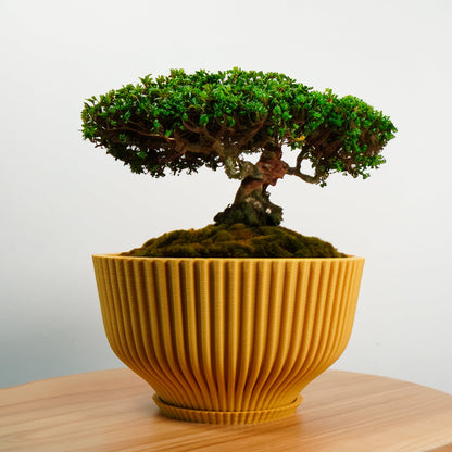Bonsai Pot with Drainage & Tray