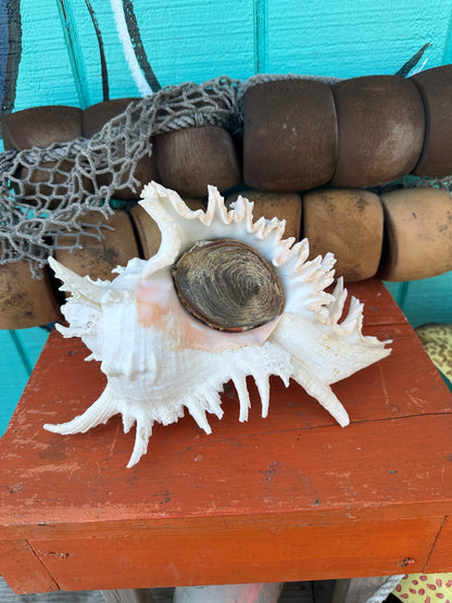 Ramose Murex Shell with Operculum 11" – Murex ramosus Coastal Display