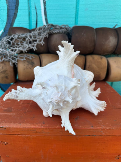Ramose Murex Shell with Operculum 11" – Murex ramosus Coastal Display