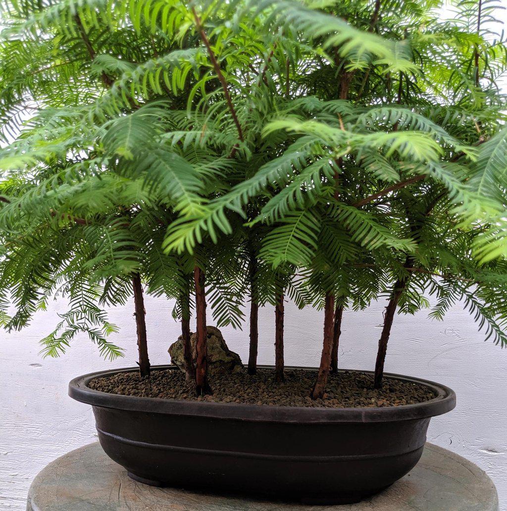 7 Tree Redwood Forest Bonsai Tree Forest – Redwood