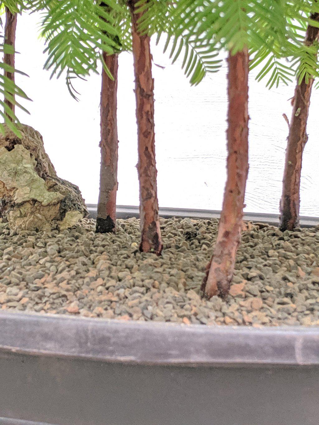 7 Tree Redwood Forest Bonsai Tree Forest – Redwood