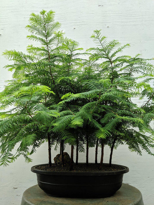 7 Tree Redwood Forest Bonsai Tree Forest – Redwood