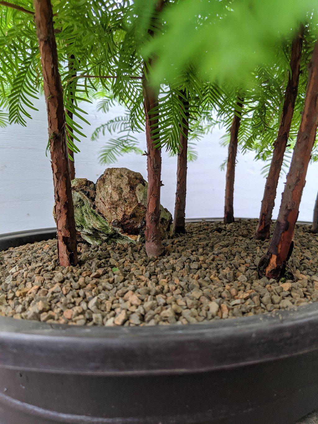 7 Tree Redwood Forest Bonsai Tree Forest – Redwood