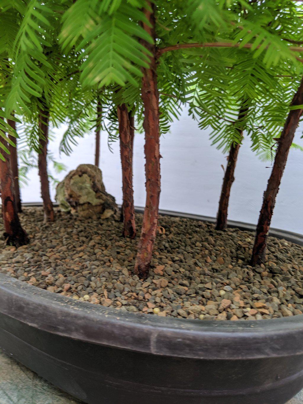 7 Tree Redwood Forest Bonsai Tree Forest – Redwood