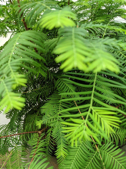 7 Tree Redwood Forest Bonsai Tree Forest – Redwood