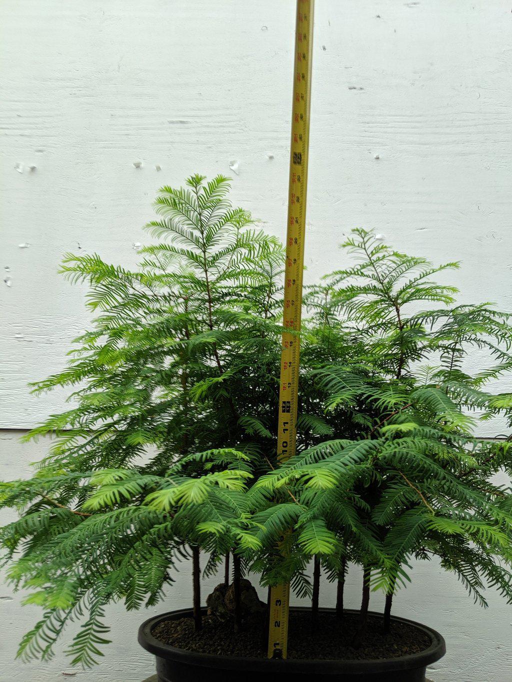 7 Tree Redwood Forest Bonsai Tree Forest – Redwood