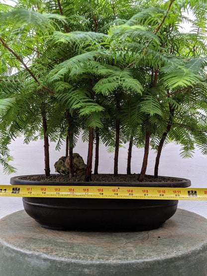 7 Tree Redwood Forest Bonsai Tree Forest – Redwood