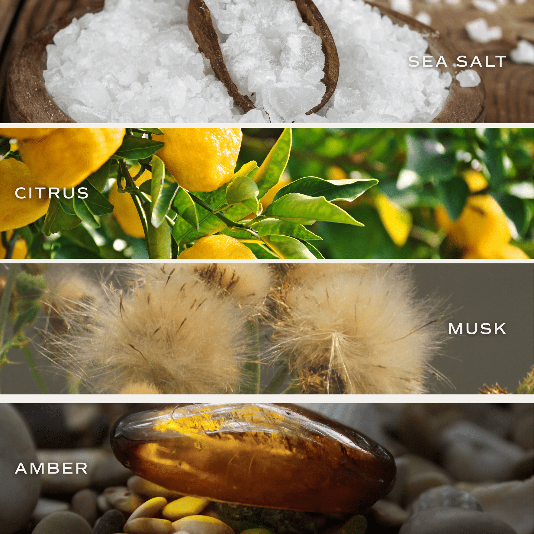 Salt & Sea Reed Diffuser - Ocean Citrus Amber – Reed Diffusers