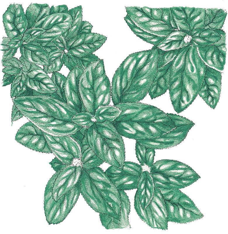 Basil Seeds, Genovese (Organic) – Vegetable Seeds
