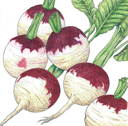 Turnip Seeds (Organic) Purple Top White Globe