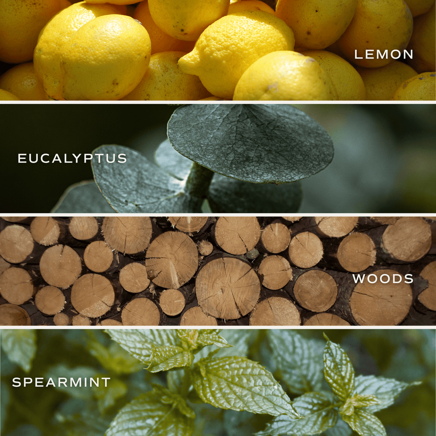 Stress Relief Reed Diffuser - Eucalyptus Lavender – Reed Diffusers