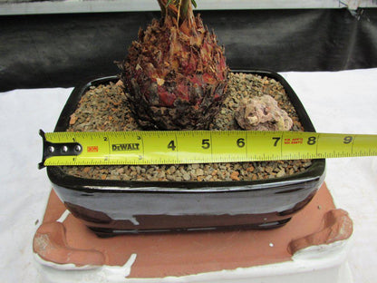 Sago Palm Bonsai Tree – Sago Palm