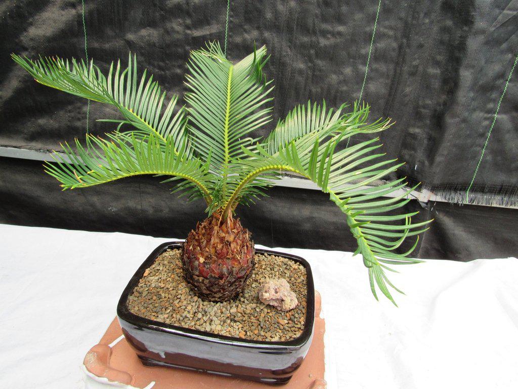 Sago Palm Bonsai Tree – Sago Palm
