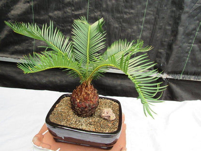 Sago Palm Bonsai Tree – Sago Palm