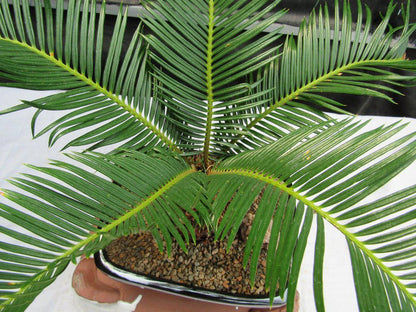 Sago Palm Bonsai Tree – Sago Palm