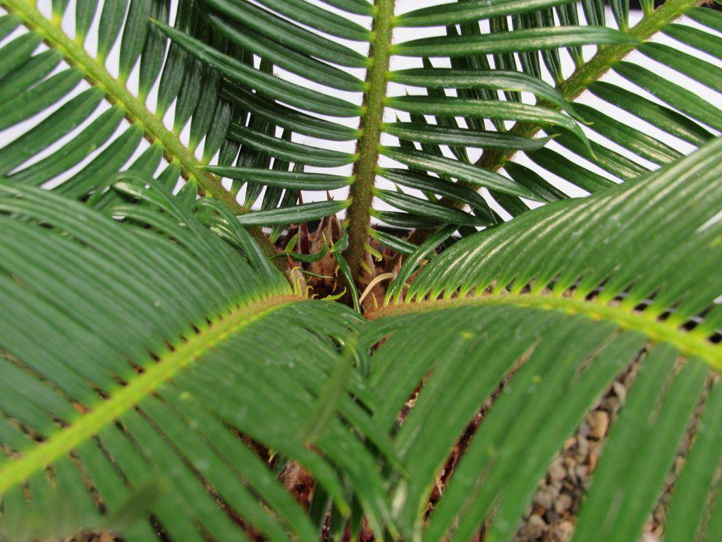 Sago Palm Bonsai Tree – Sago Palm