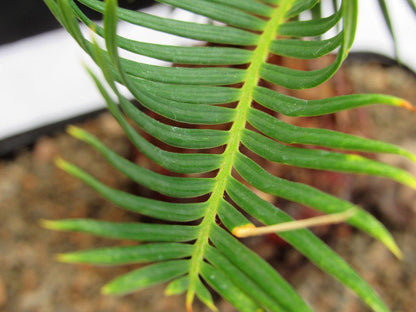Sago Palm Bonsai Tree – Sago Palm