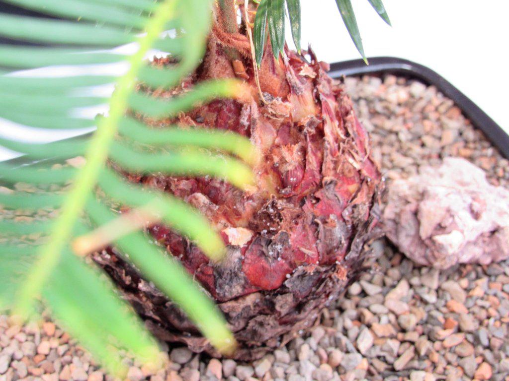 Sago Palm Bonsai Tree – Sago Palm