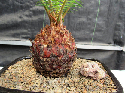 Sago Palm Bonsai Tree – Sago Palm