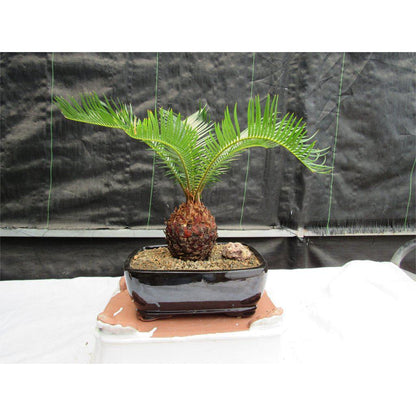 Sago Palm Bonsai Tree – Sago Palm