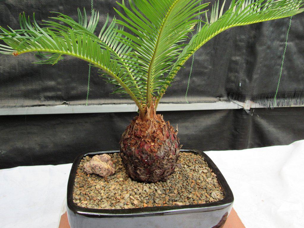 Sago Palm Bonsai Tree – Sago Palm