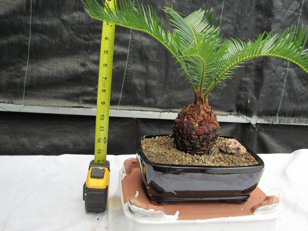 Sago Palm Bonsai Tree – Sago Palm