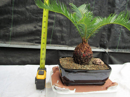 Sago Palm Bonsai Tree – Sago Palm