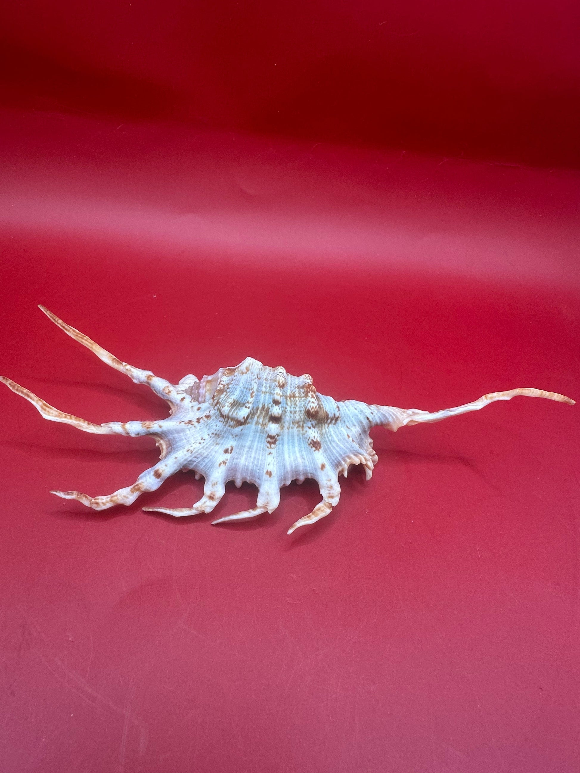 Scorpion Shell Display – Lambis scorpius with Operculum 5.9" –