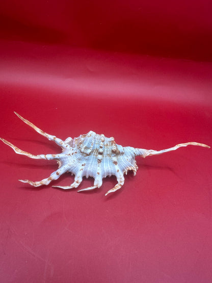 Scorpion Shell Display – Lambis scorpius with Operculum 5.9" –
