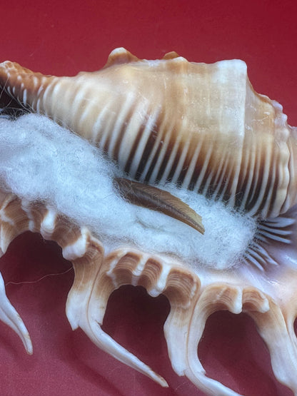 Scorpion Shell Display – Lambis scorpius with Operculum 5.9" –